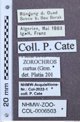 Etiketten zu Zorochros curtus (NHMW-ZOO-COL-0006503)